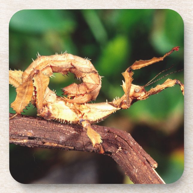 Posavasos Espectador de Macleay (insecto Spiney Stick), (Frente)