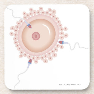 Posavasos Esperma que contiene el gen transformado