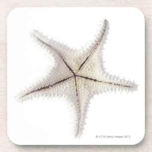 Posavasos Esqueleto de las estrellas de mar, primer