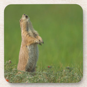 Posavasos Estados Unidos, Dakota del Sur, Parque Estatal Cus