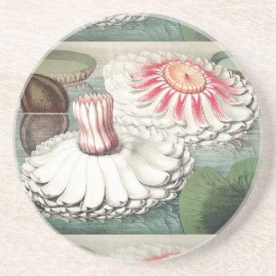 Posavasos Estampa artística vintage de nenúfar Victoria Regi