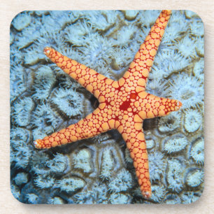 Posavasos Estrellas de mar en un coral con Polips