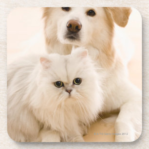 Posavasos Estudio tirado de gato y de perro
