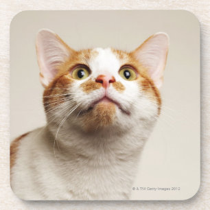 Posavasos Estudio tirado del gato que mira para arriba
