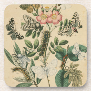 Posavasos Etapas de la vida de mariposas por Vision Studio