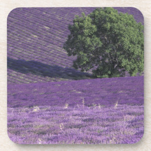 Posavasos Europa, Francia, Provenza, Sault, Campos de lavand