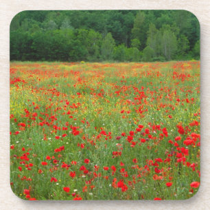 Posavasos Europa, Italia, Toscana, amapolas rojas en campo.