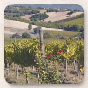 Posavasos Europa, Italia, Umbría, cerca de Montefalco, Viñed