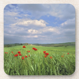 Posavasos Europa, Toscana, Poggiolo. Las amapolas rojas se m
