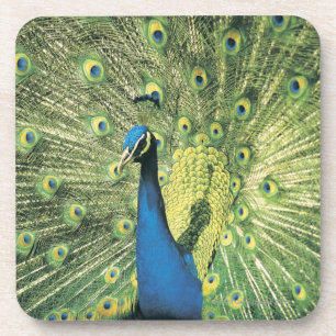 Posavasos Exhibición del pavo real