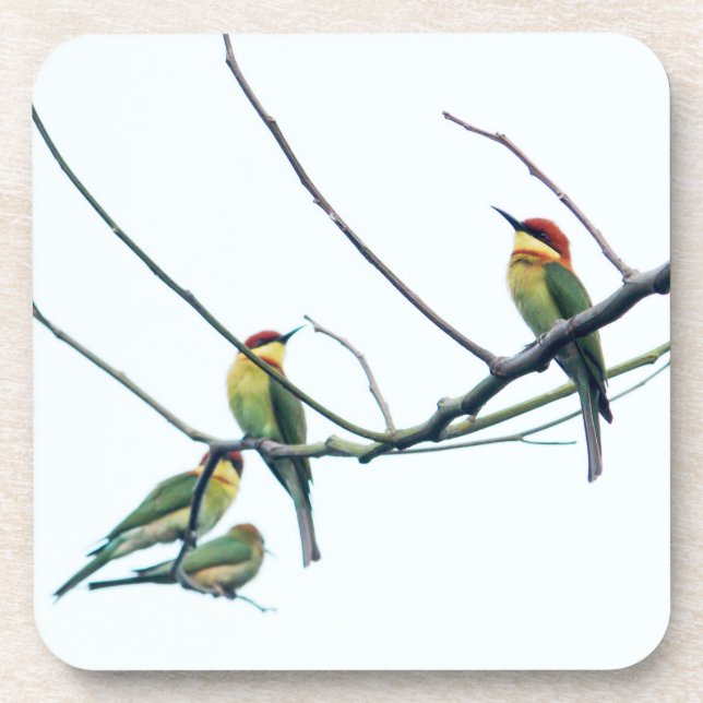 Posavasos Exotic Indian kerala Bee-Eater Birds on Branch (Frente)