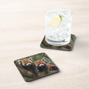 Posavasos "Exploradores de la cubierta del árbol: Pandas roj