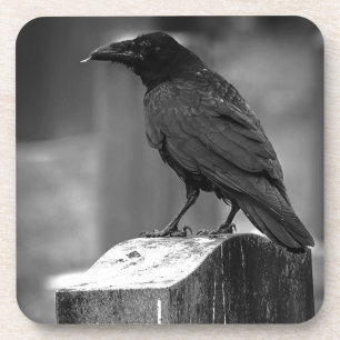 Posavasos Falln Encontró Una Pluma