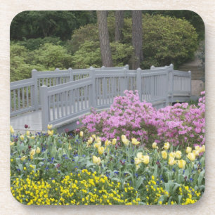 Posavasos Familia Azalea Heath (Ericaceae), Tulipán, y
