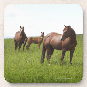 Posavasos Familia de caballo en campo