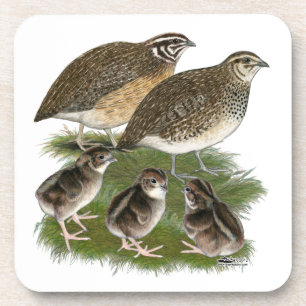 Posavasos Familia de codornices Coturnix