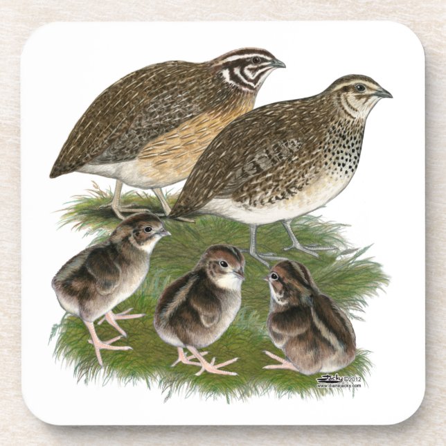 Posavasos Familia de codornices Coturnix (Frente)