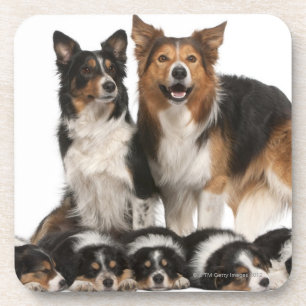 Posavasos Familia del border collie