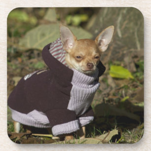 Posavasos Fancy Chihuahua