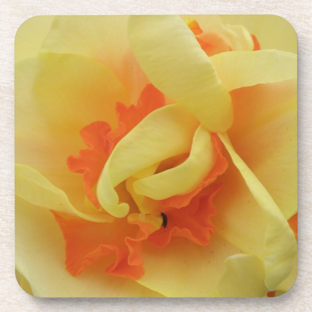 Posavasos Fancy Daffodil Cork Coaster (Frente)