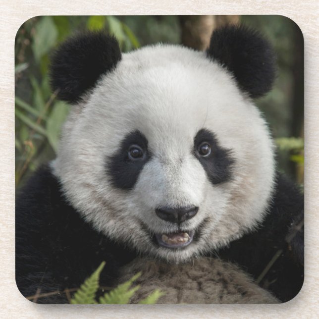 Posavasos Feliz panda joven, China (Frente)