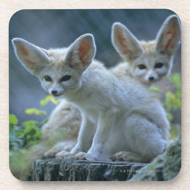 Posavasos Fennek (zerda) del Vulpes W�_stenfuchs, Fennec (Frente)