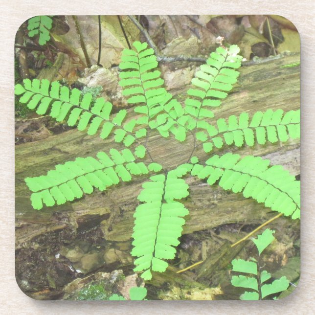 Posavasos Fern Coaster (Frente)