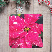 Festividad floral de Poinsettia variada roja