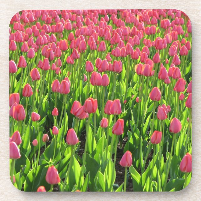 Posavasos Field of Pink Tulips (Frente)
