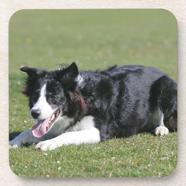 Posavasos Fijación del border collie (Frente)