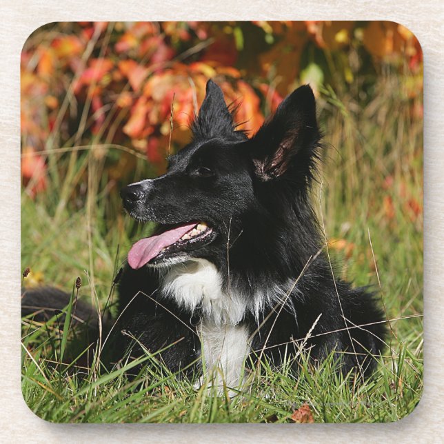 Posavasos Fijación del jadeo del border collie (Frente)