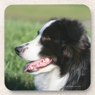 Posavasos Fijación del perrito del border collie