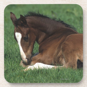 Posavasos Fijación del potro de Warmblood