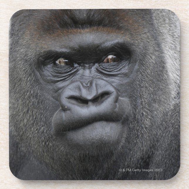 Posavasos Flachlandgorilla, gorila del gorila, (Frente)