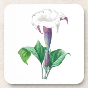 Posavasos Flor: A006 Thorn Apple -