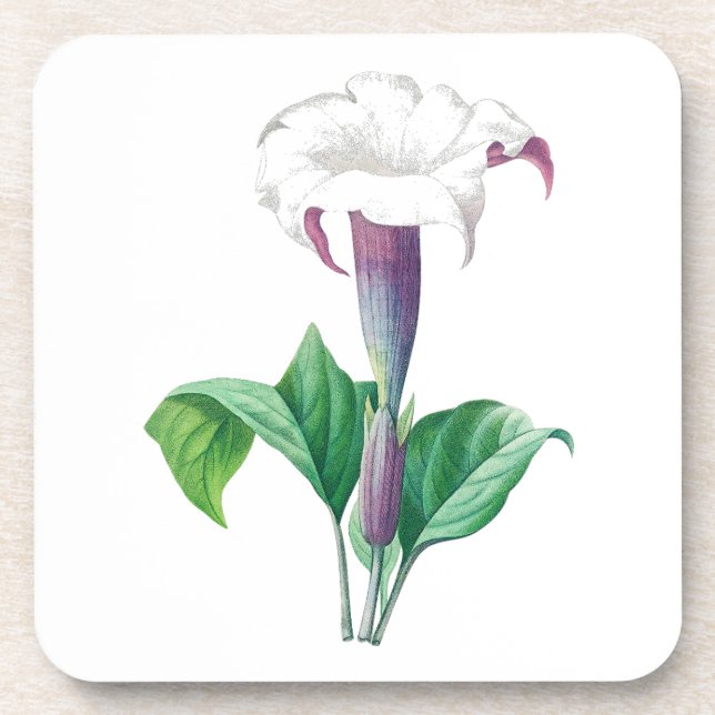 Posavasos Flor: A006 Thorn Apple - (Frente)