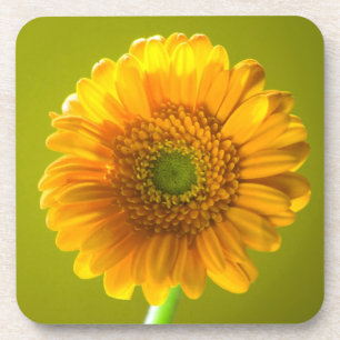 Posavasos Flor amarilla del Gerbera de la margarita