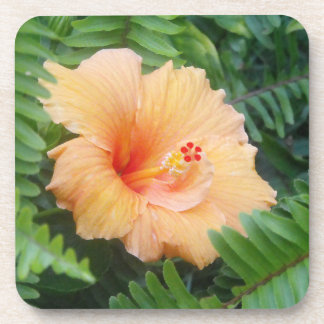 Posavasos Flor anaranjada del hibisco con los helechos