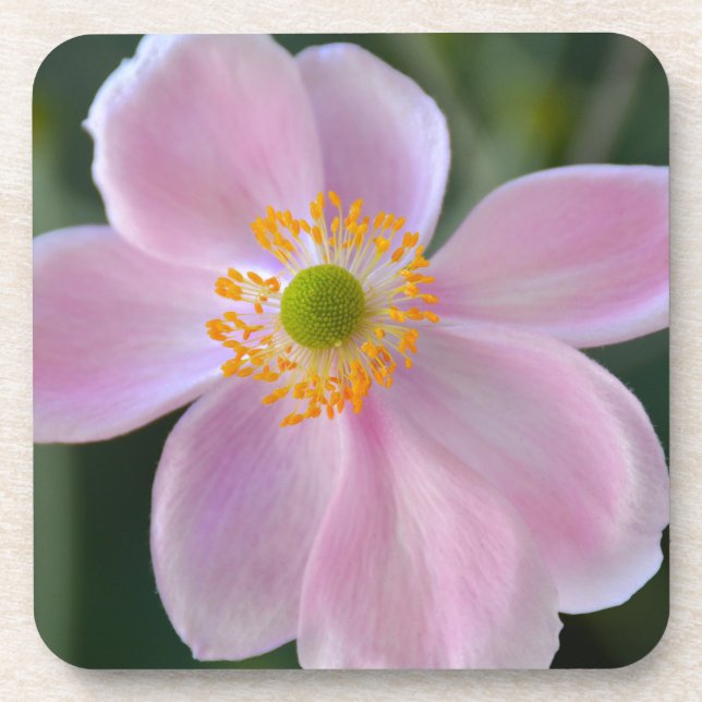 Posavasos Flor anémica rosa japonesa (Frente)