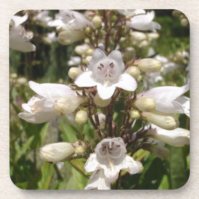 Posavasos Flor Blanca (Frente)
