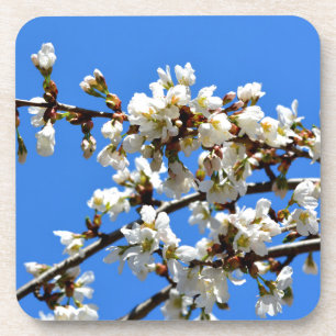 Posavasos Flor blanca del árbol primaveral floral blanca