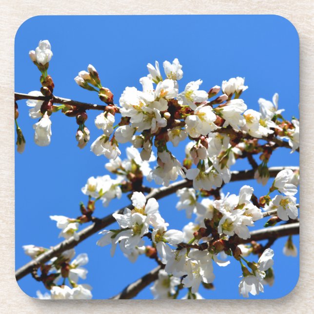 Posavasos Flor blanca del árbol primaveral floral blanca (Frente)