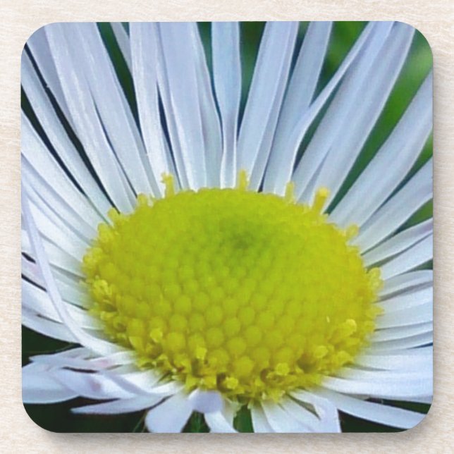 Posavasos Flor blanca y amarilla (Frente)
