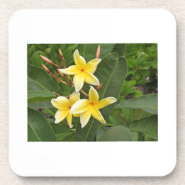 Posavasos Flor Botánica de Plumeria Amarilla