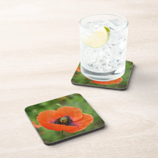 Posavasos Flor de amapola (NZ) de Naranja salvaje de 6