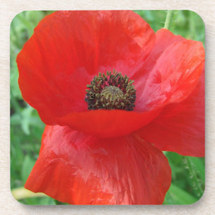 Posavasos Flor de amapola roja