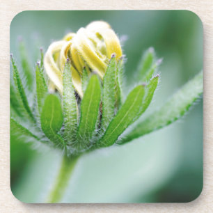 Posavasos Flor De Apertura De La Flor De Cono