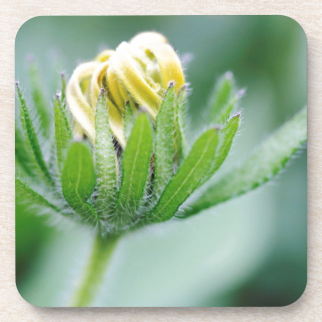 Posavasos Flor De Apertura De La Flor De Cono (Frente)