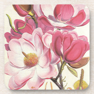Posavasos Flor de árbol de magnolia vintage, flores de jardí