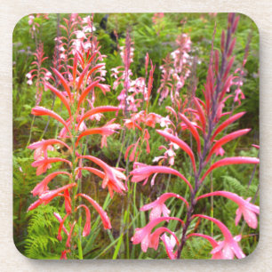 Posavasos Flor de bugle Lily (Watsonia), Cabo Oriental